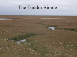 Tundra and Taiga notes