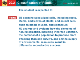20.2 Classification of Plants TEKS 5B, 7D, 8B, 8C