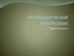 Introduction to Leaf Identification
