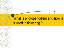 What is photoperiodism and how is it used in flowering