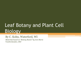 Leaf Botany and Plant Cell Biology