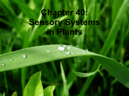 Chapter 40: Sensory Systems in Plants