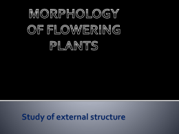 Morphology of flowering plants