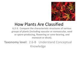 Vascular and non-vascular plants presentation