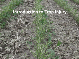 08 Introduction to Crop Injury