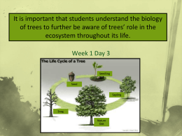 Powerpoint - Tree Life Cycle