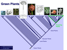 Angiosperms: flowering plants