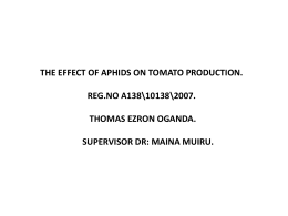 EFFECT OF APHIDS ON TOMATO PRODUCTION