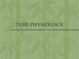 Turf Physiology