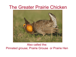 Prairie Chicken Presentation - Carl Flaig