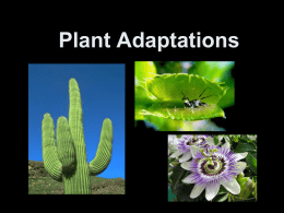 Plant Adaptations Lesson