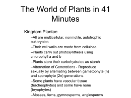 The World of Plants in 41 Minutes