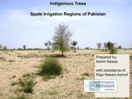 Trees in Spate Irrigated Areas in Pakistan