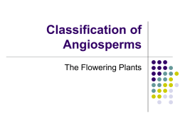 Classification of Angiosperms