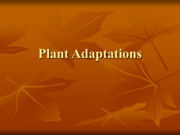 Plant Adaptations Continued