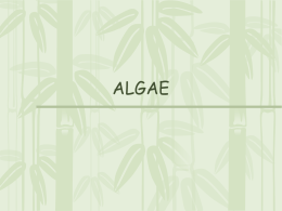 Algae - SharpSchool