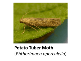 Potato Tuber Moth
