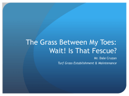 Turf Grass Identification PowerPoint
