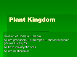Plant Kingdom Notes