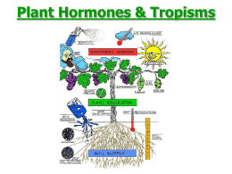 Plant Hormones - Dr. Annette M. Parrott