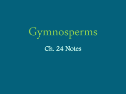 Gymnosperms Ch. 24 Notes
