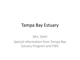 Tampa Bay Estuary - Manatee School for the Arts