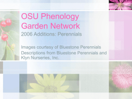 Perennials - PowerPoint file - OSU Phenology Garden Network