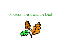 Photosynthesis and the Leaf