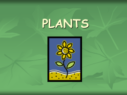 How do Plants Make Food?