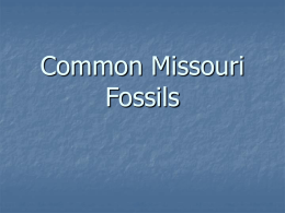 Common Missouri Fossils - Alton R-IV