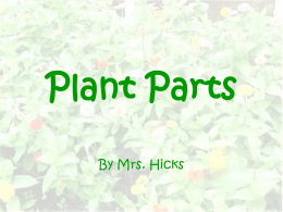 Plant Parts - Cape Tigers