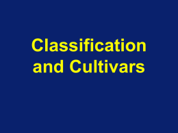 Classification of Subtropicals