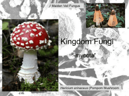Kingdom Fungi - Middle school