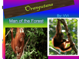 Orangutans Adaptations