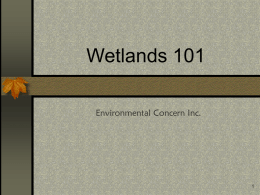 EC- Wetlands 101 - Environmental Concern Inc.