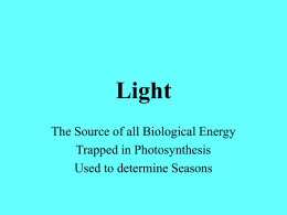 Light PPT - plant phys