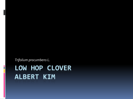 Low Hop Clover Albert Kim