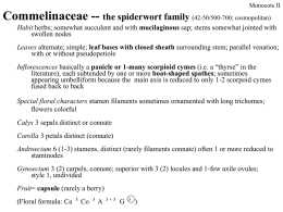 Commelinaceae -- the spiderwort family (42-50/500