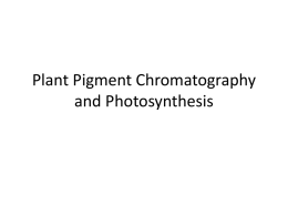 Plant Pigment Chromatography and Photosynthesis