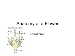 Anatomy of a Flower - Hudson City Schools / Homepage
