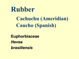Rubber - Aggie Horticulture