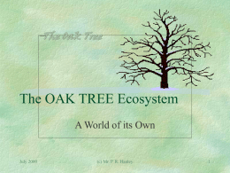 The Oak Tree - CBS Sexton Street Primary School