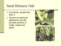 Sand Shinnery Oak - Extension Veterinary Medicine
