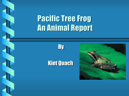 Pacific Tree Frogs An Animal Report