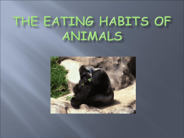 The Eating Habits of Animals