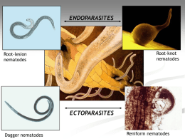 Nematodes - Welcome to SIU Plant Pathology
