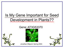 Is My Gene important for seed development in plants?