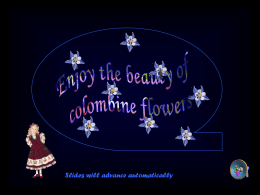 Columbine flowers