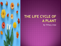 The Life Cycle of A Plant - University of North Texas