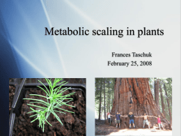 Metabolic scaling and plant vasculature